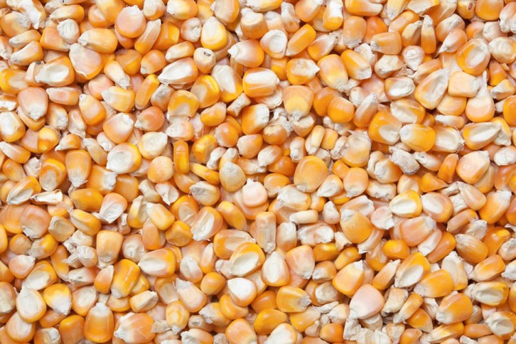 除濕機預防玉米發霉避免家畜中毒_除濕機廠家_重復