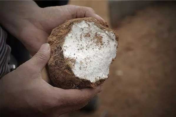 茯苓干燥易碎裂吸濕怎么辦？茯苓烘干機助力企業規模化生產!