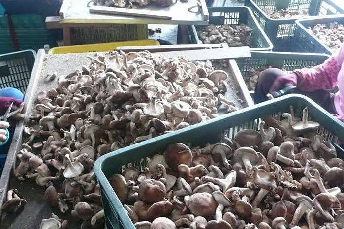 香菇烘干機專注蘑菇低成本智能烘干!